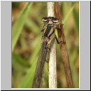 Enallagma cyathigerum - Gemeine Becherjungfer w04.jpg